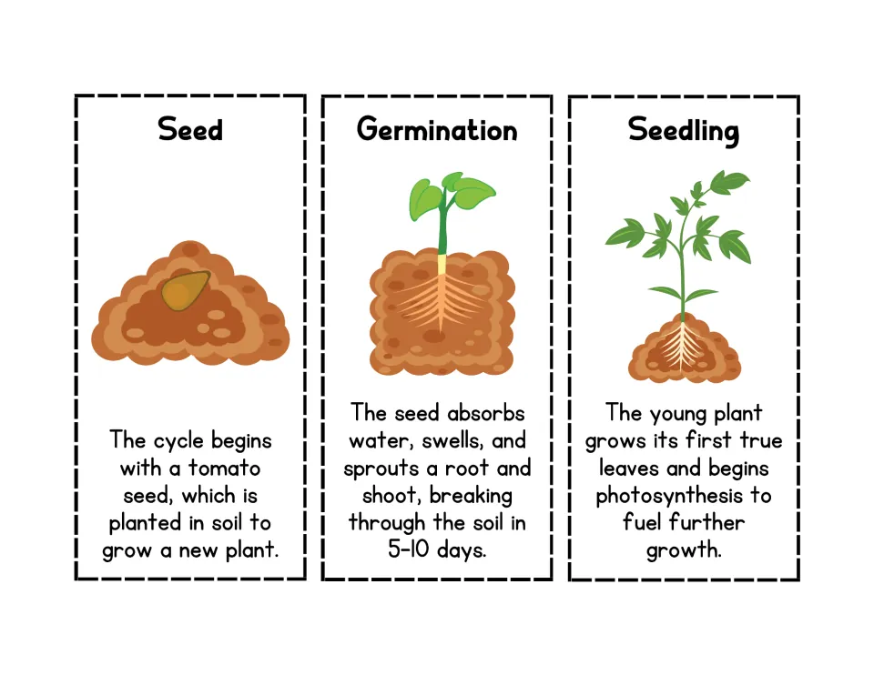 Tomato life cycle cards for Seed, Germination and Seedling, each with a picture and fact, for students to cut and sequence