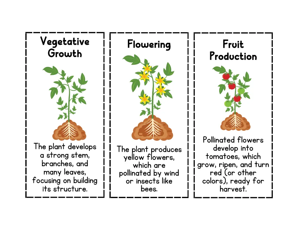 Stage cards for Vegetative Growth, Flowering and Fruit Production with pictures and facts to cut out and glue in order