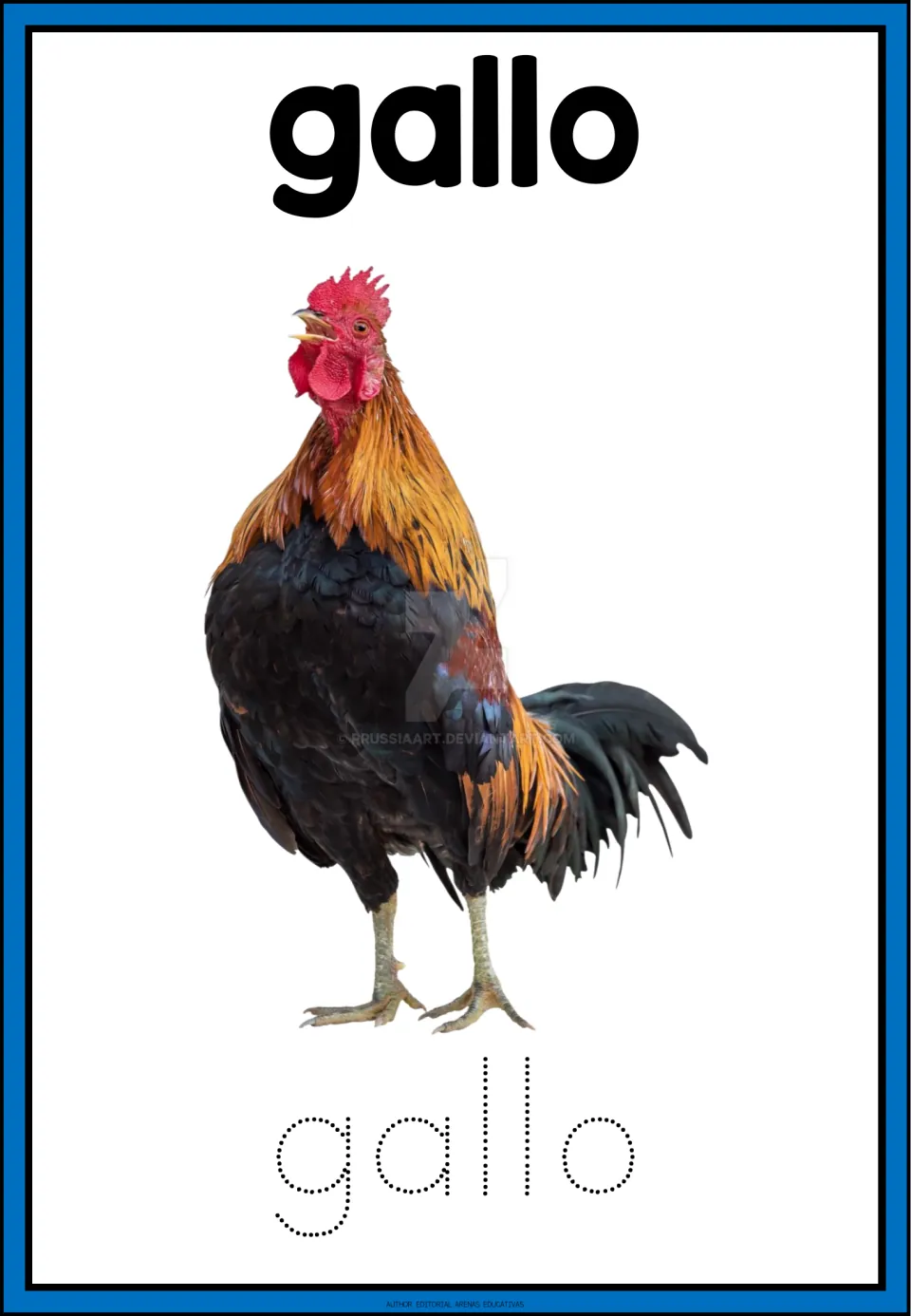 Spanish farm word gallo: a photo of a crowing rooster with black and orange feathers above the dotted word gallo