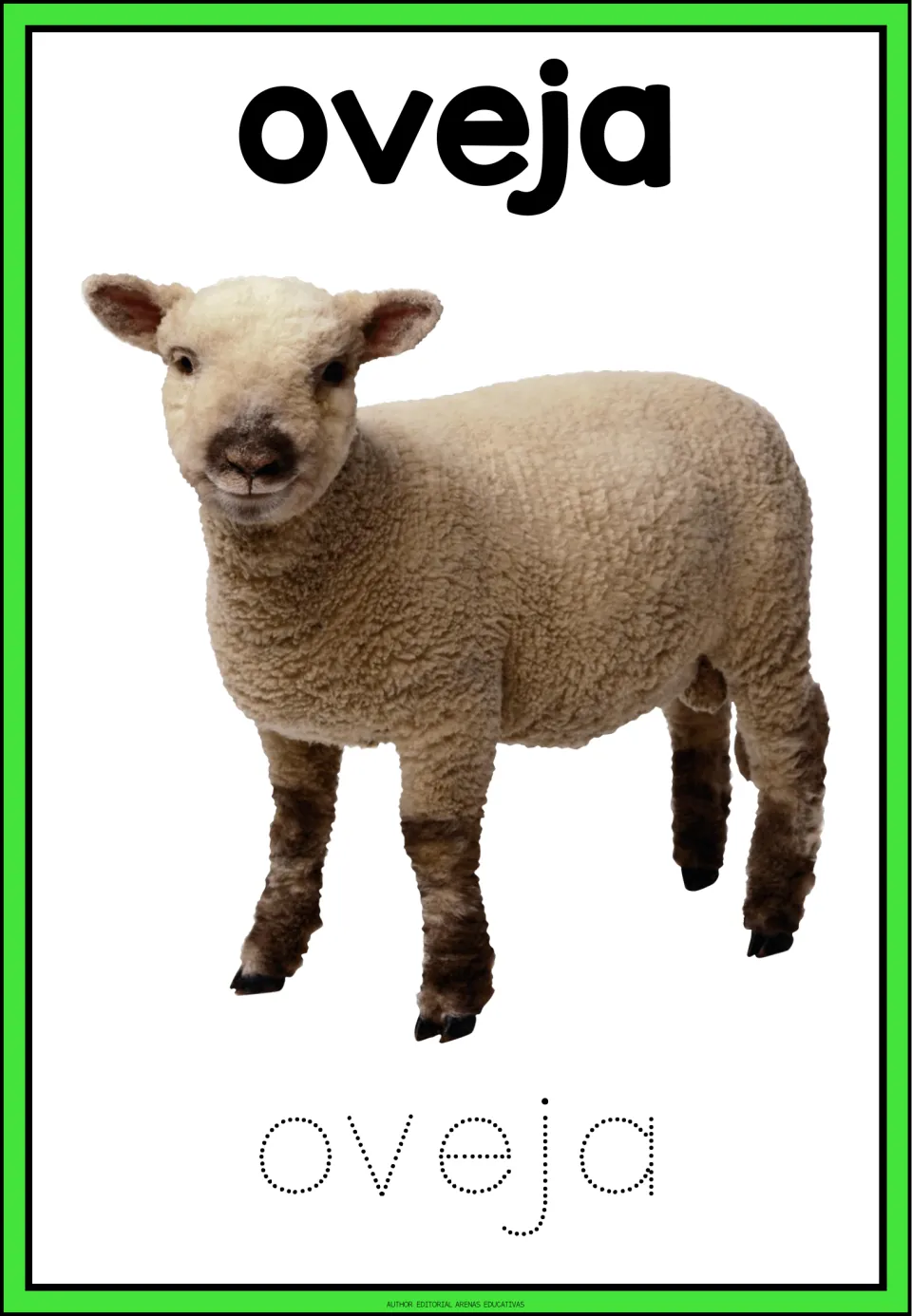 Spanish farm word oveja: students trace the dotted letters of oveja below a photo of a woolly cream-colored lamb