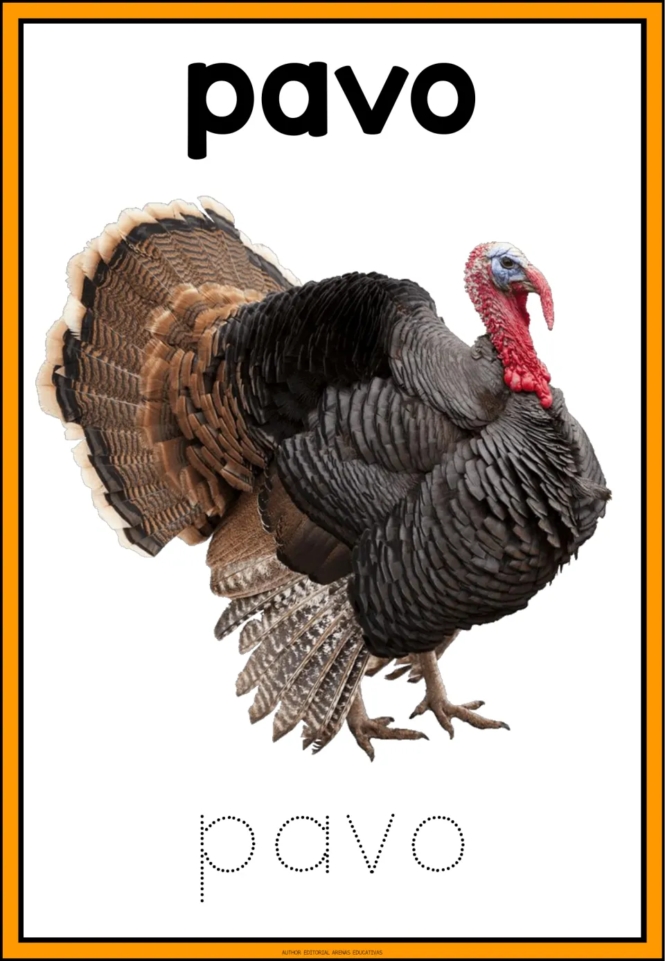 Spanish farm word pavo: students trace the dotted letters of pavo under a photo of a turkey with its tail fanned out