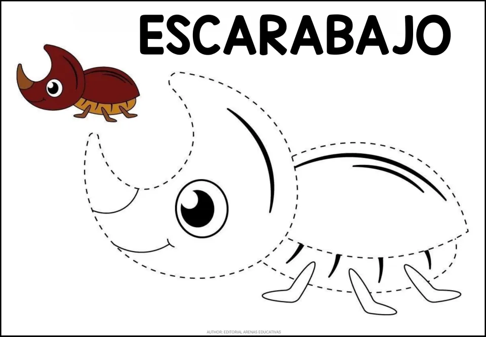 Beetle (ESCARABAJO) tracing: students trace the dotted horn, head and shell of a rhinoceros beetle beside a brown model