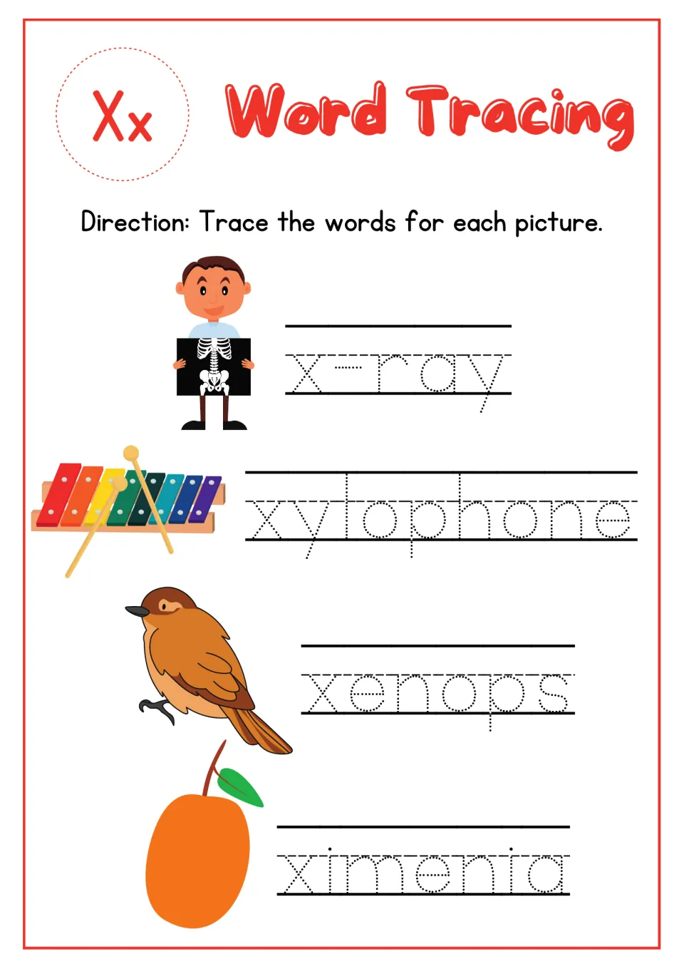 Letter Xx word tracing: students trace x-ray, xylophone, xenops and ximenia beside pictures of each to practise X words