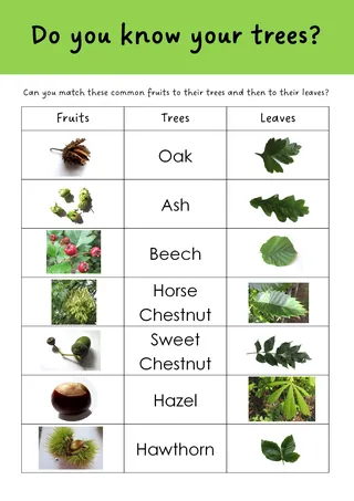 Tree Identification Worksheet – sample page 2