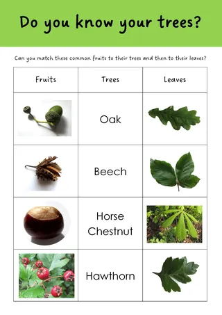Tree Identification Worksheet – sample page 4