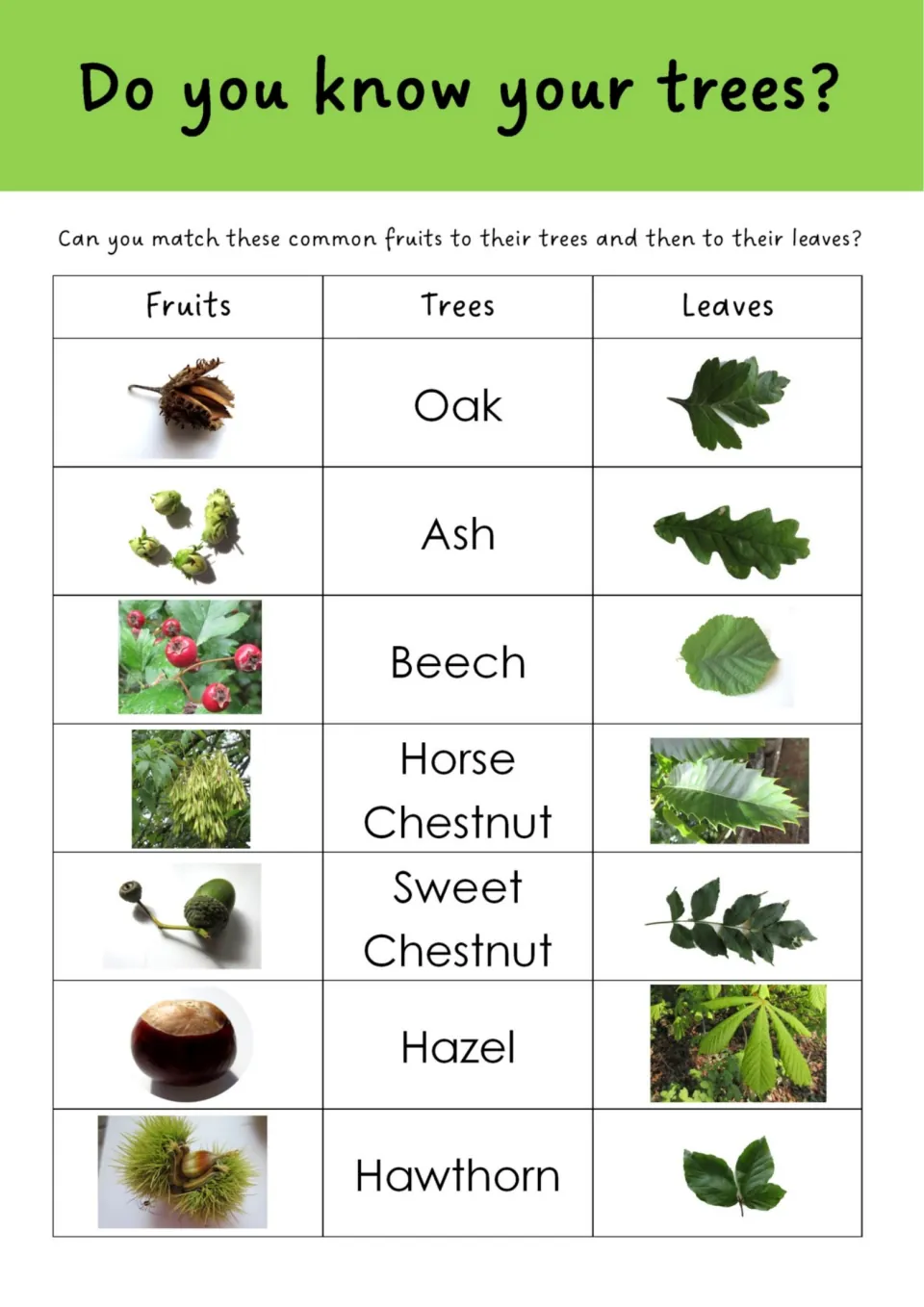 Seven-tree matching: link fruit and leaf photos to oak, ash, beech, horse chestnut, sweet chestnut, hazel and hawthorn