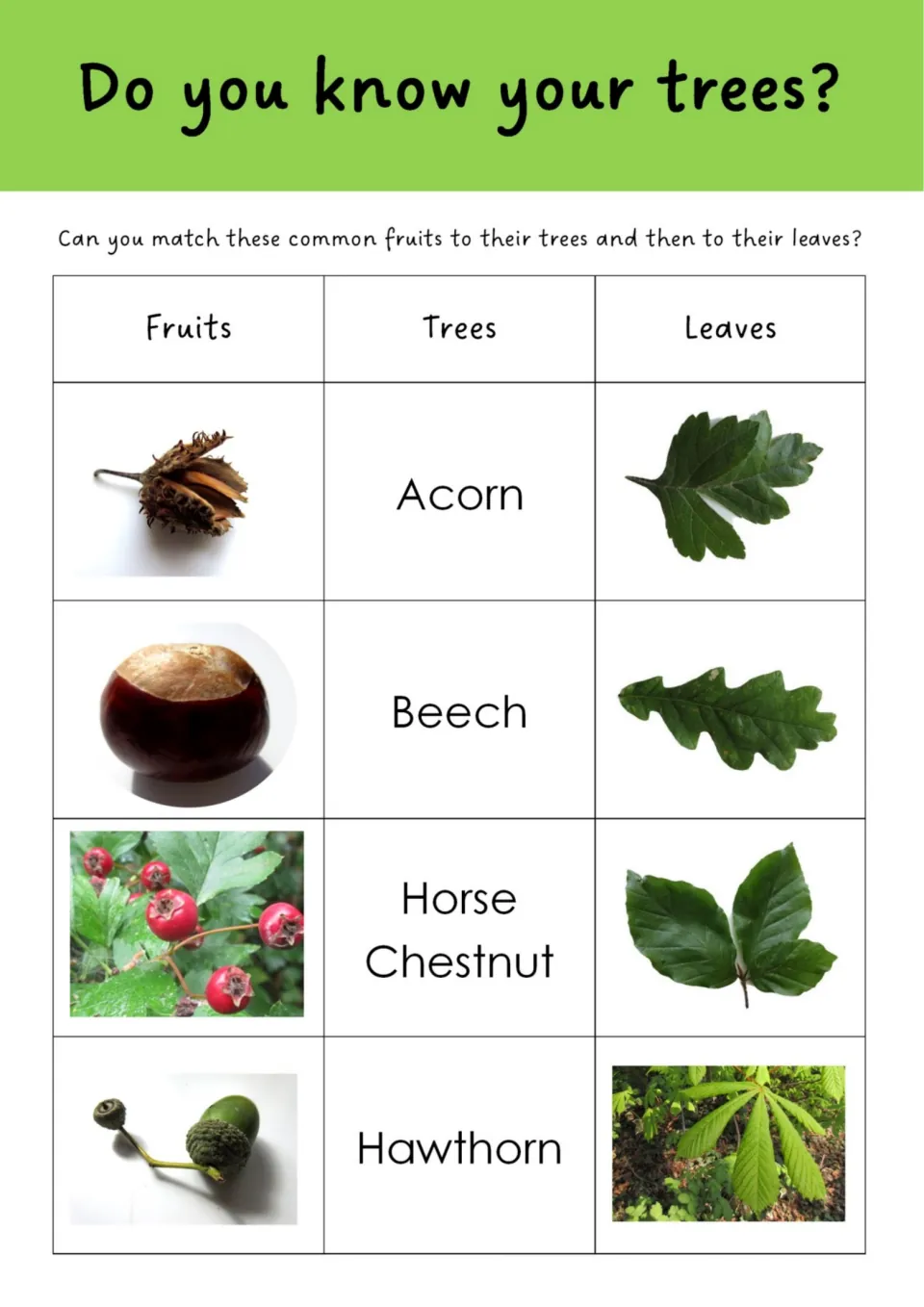 Four-tree matching: students pair fruit and leaf photos with acorn, beech, horse chestnut and hawthorn labels