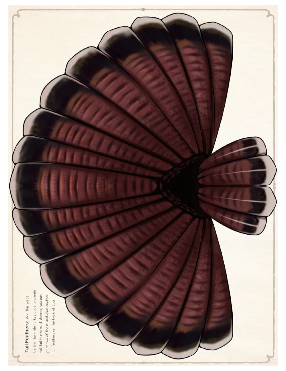 Male turkey tail feathers in full color: a fanned cut-out piece students glue behind the body for a full spread tail