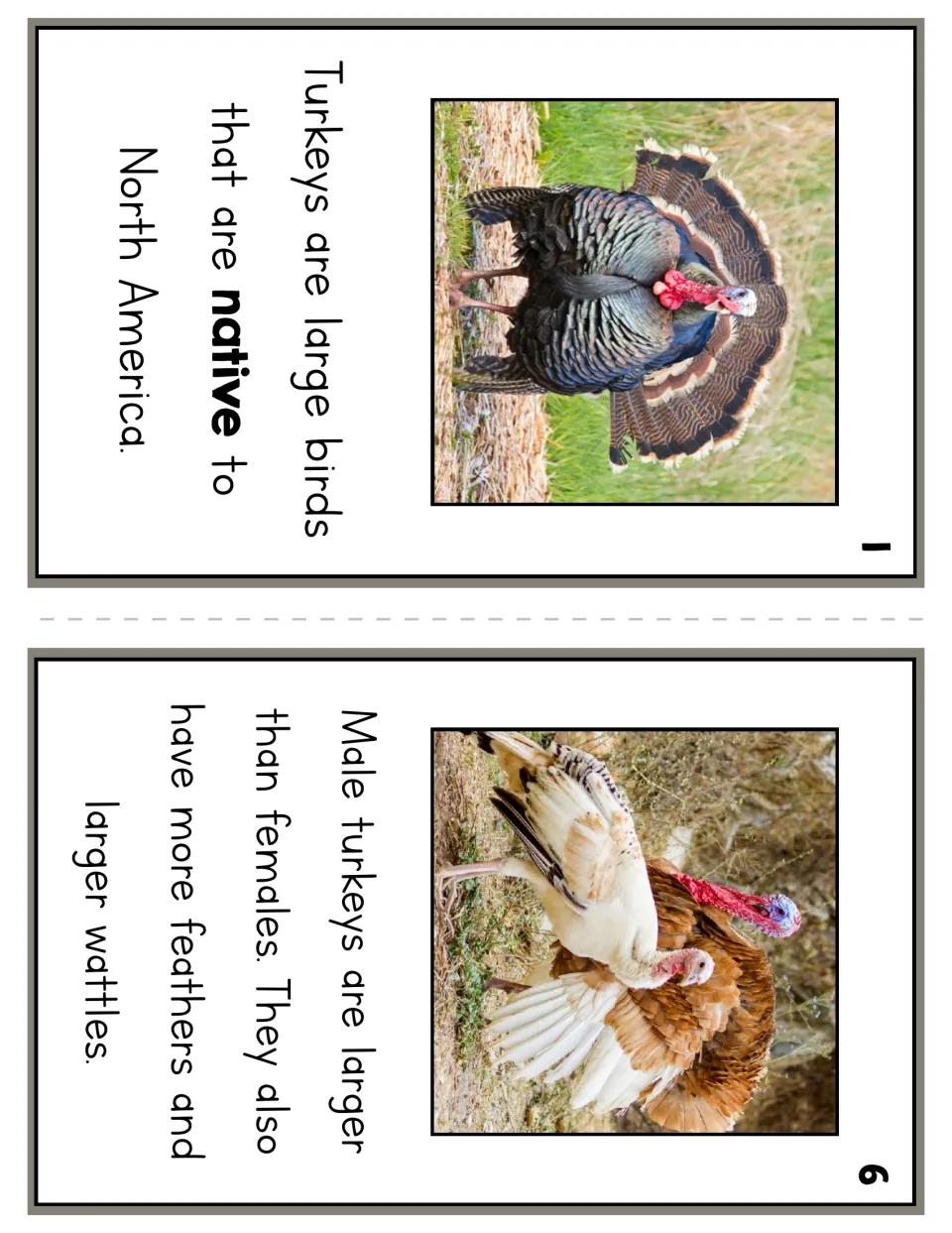 Reader pages 1 and 6 describe turkeys as native to North America and compare male and female size and wattles