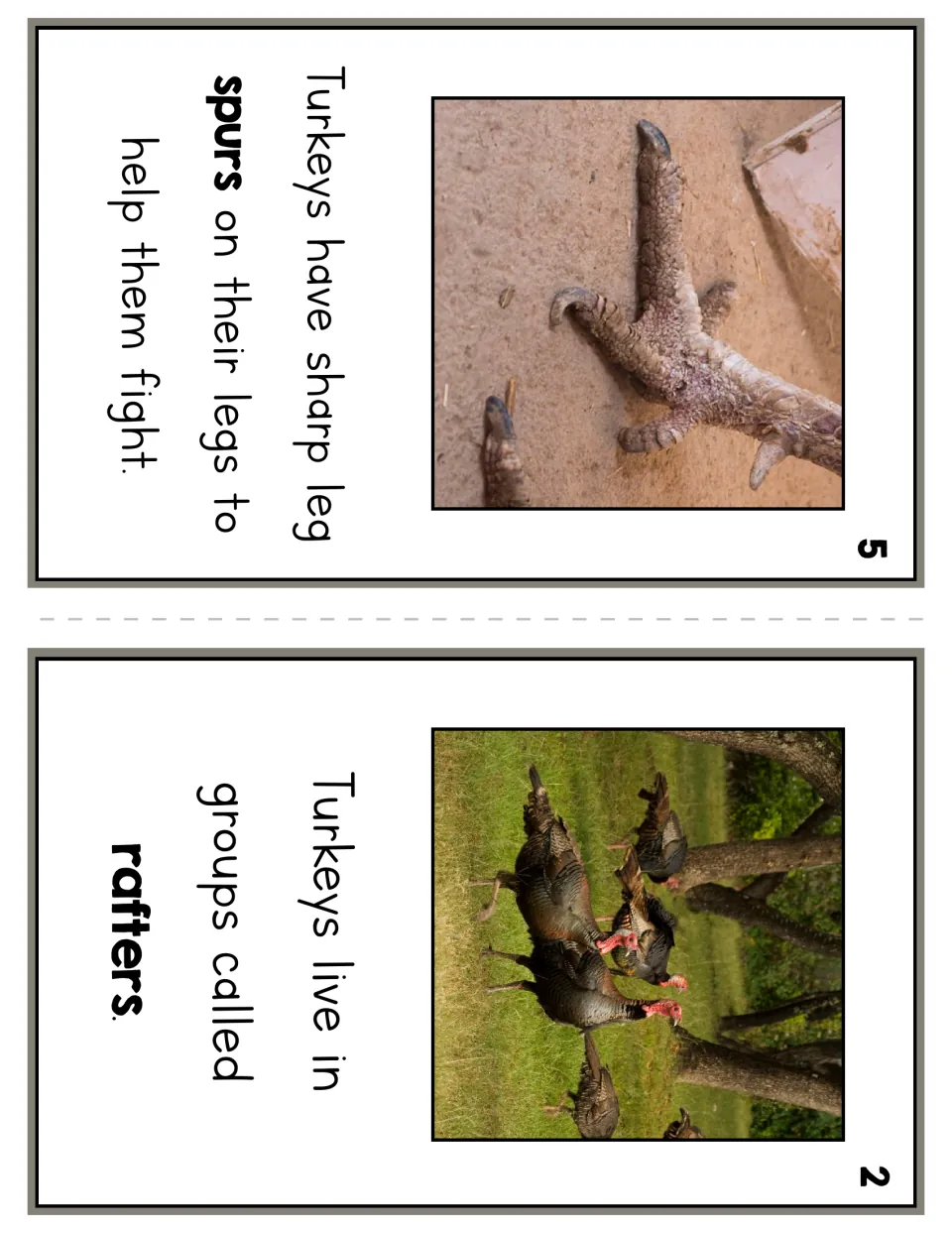 Reader pages 5 and 2 explain that turkeys use sharp leg spurs to fight and live in groups called rafters