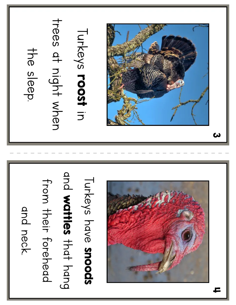 Reader pages 3 and 4 introduce roosting in trees at night and snoods and wattles on a turkey’s head and neck