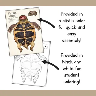 Turtle | Paper Bag Puppet | Printable Craft – sample page 2