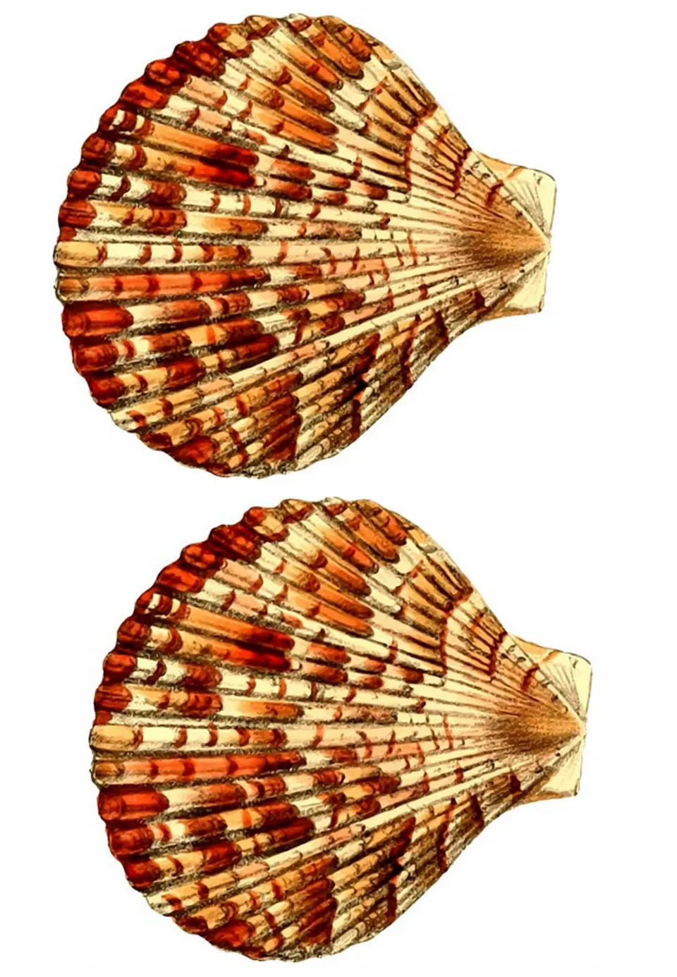 Two shell-shaped cutouts for the ocean-themed welcome banner, printed without letters on a single sheet