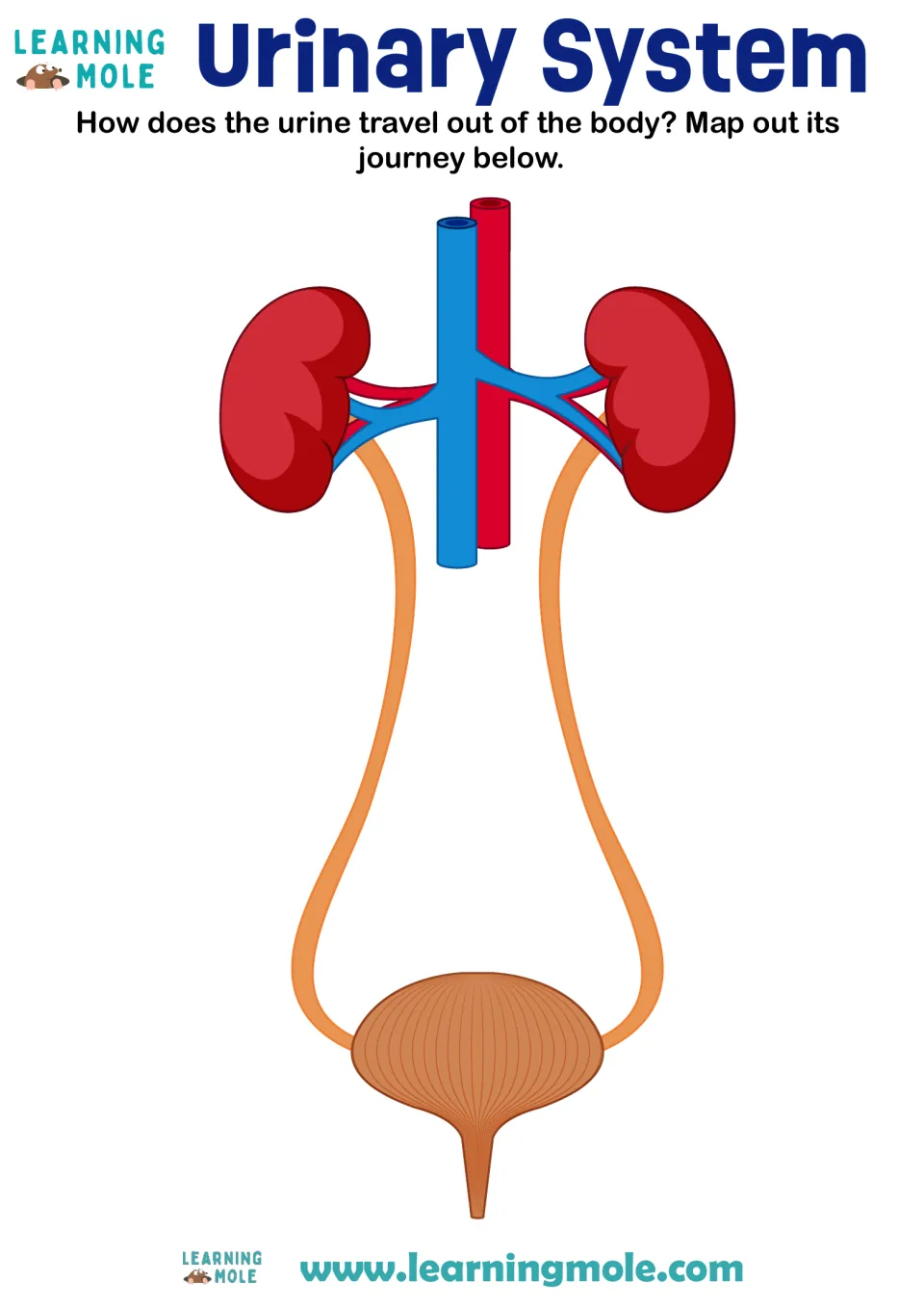 Urinary system diagram of kidneys, ureters and bladder: students map the journey urine takes out of the body