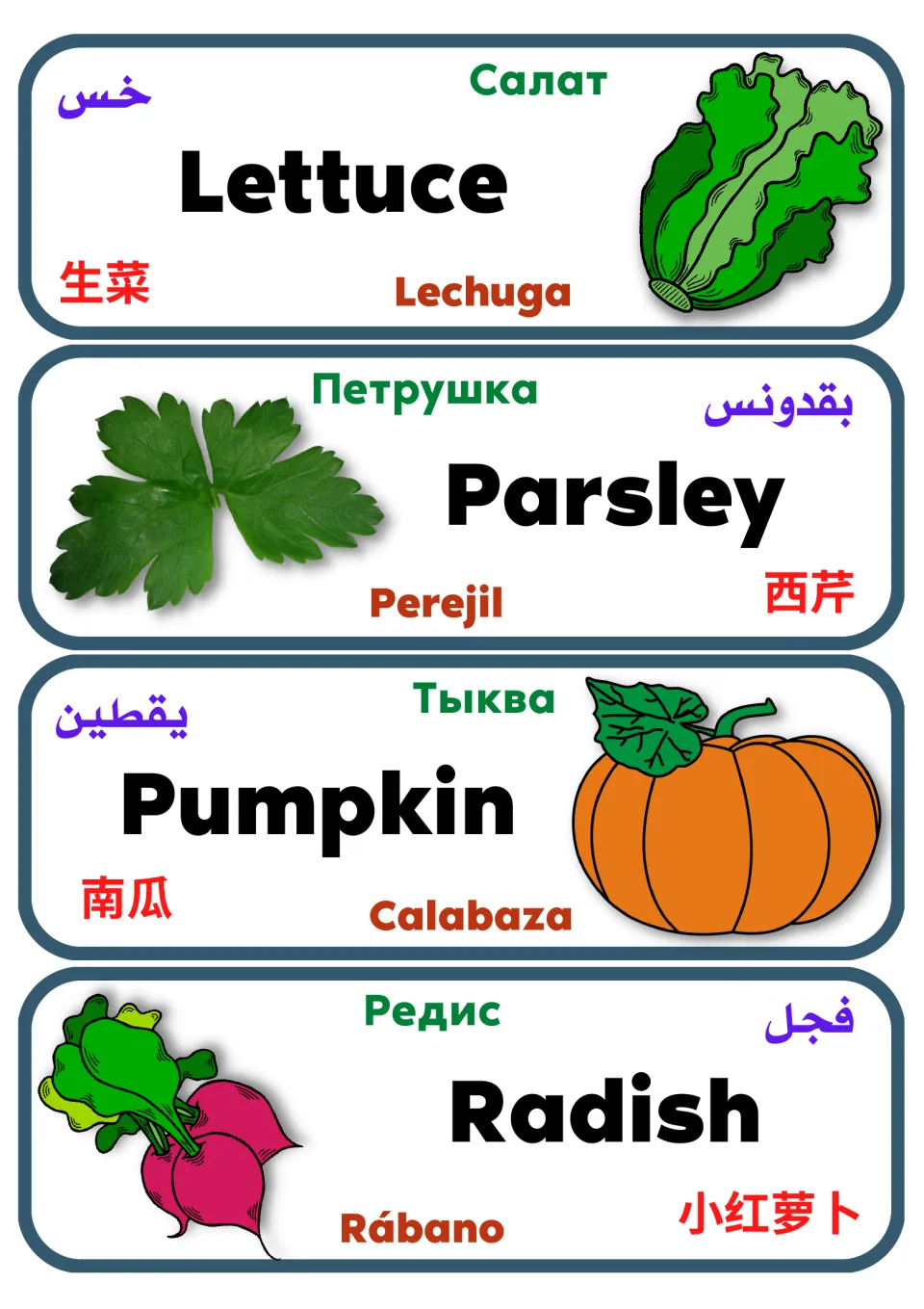 Vegetable vocabulary labels 9–12: lettuce, parsley, pumpkin, and radish, with names in five languages