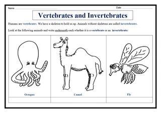 Vertebrates vs Invertebrates Sorting Worksheet – cover
