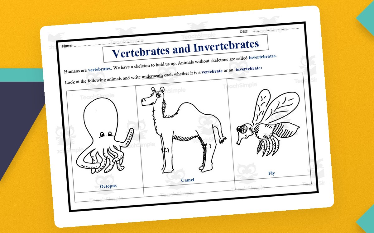 Vertebrates and Invertebrates first image with octopus, camel, and insect sorting pictures