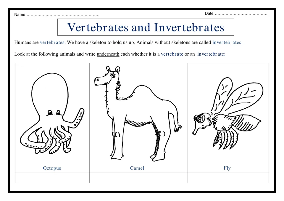 Vertebrates and invertebrates: students read that humans have skeletons, then label an octopus, camel and fly as each type
