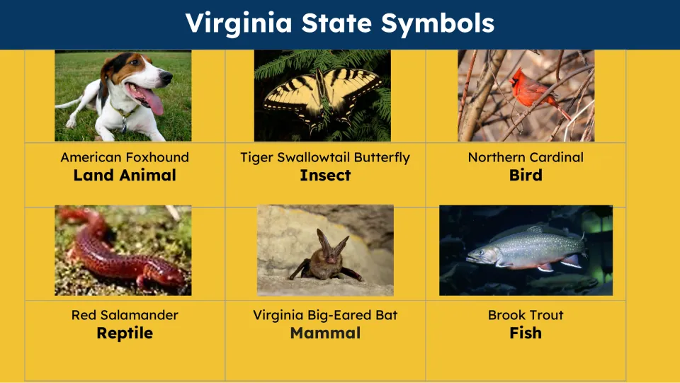 State symbols slide showing American Foxhound, Tiger Swallowtail Butterfly, Northern Cardinal, and three more