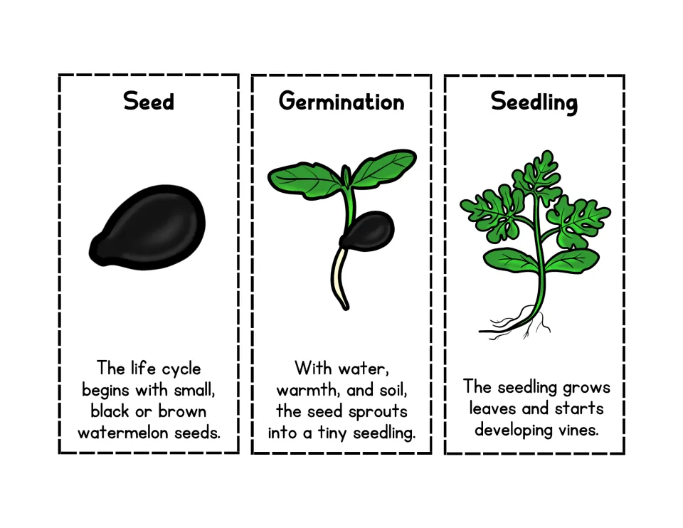 Watermelon life cycle cards for seed, germination and seedling, each with a picture and fact; students cut and sequence