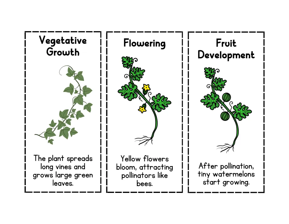 Stage cards for vegetative growth, flowering and fruit development with fact sentences to cut out and glue in order