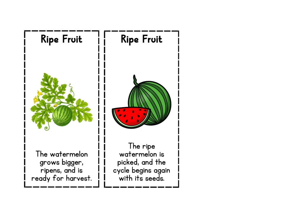Two Ripe Fruit cards: a watermelon ripening on the vine and a picked melon whose seeds start the cycle again
