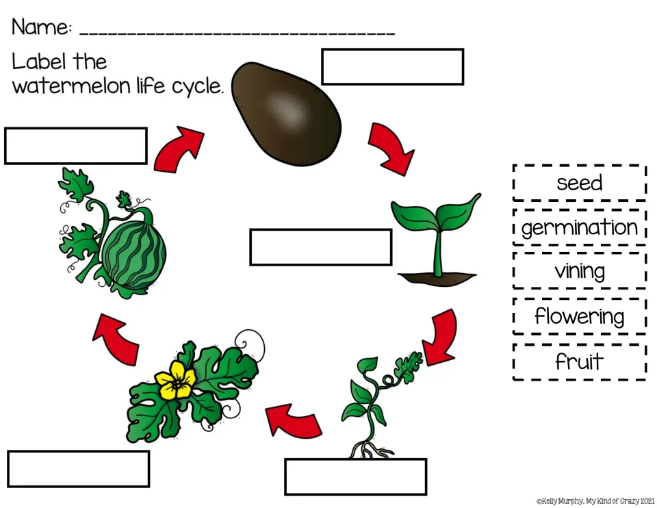 Watermelon life cycle labeling activity with five cut-out words: seed, germination, vining, flowering, and fruit