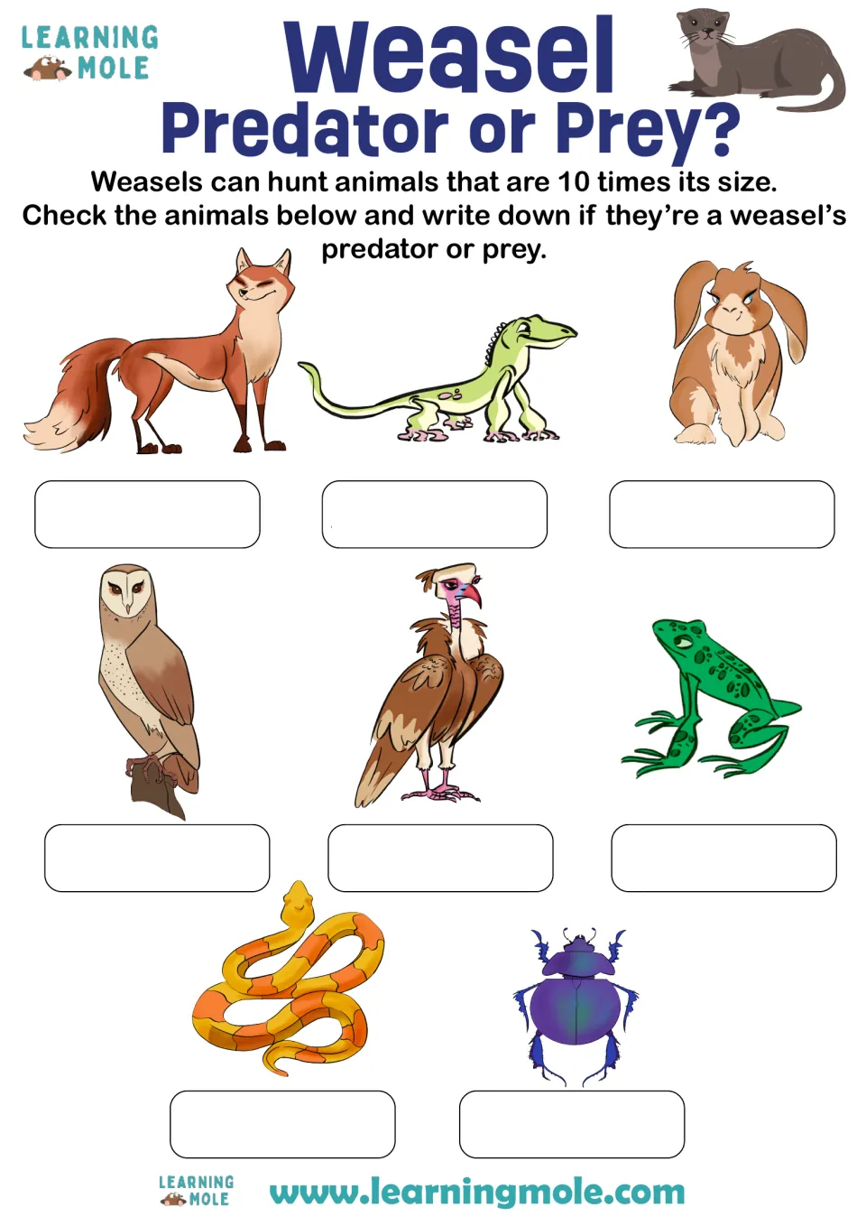 Weasel predator or prey: students label 8 animals, such as a fox, owl, rabbit, frog and beetle, as predator or prey