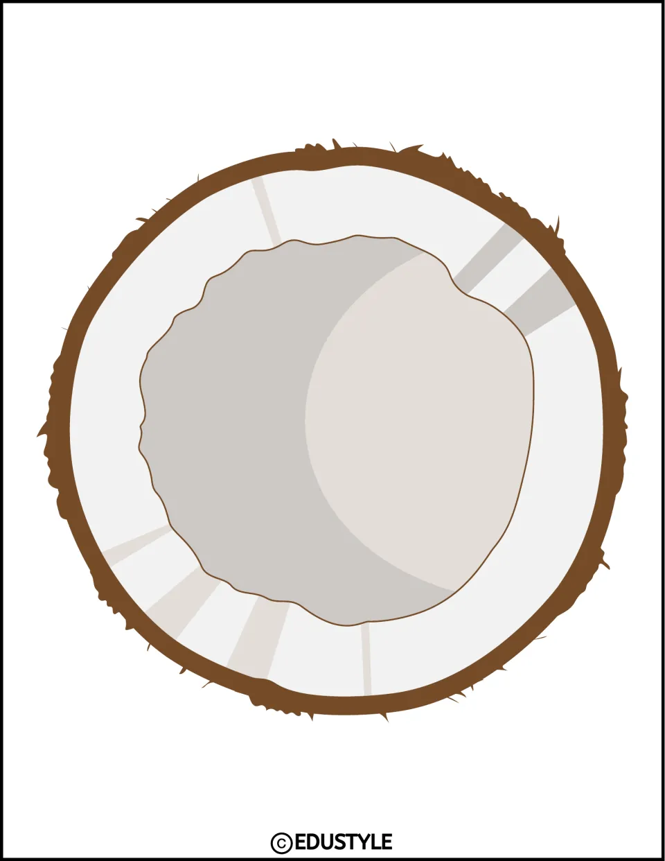 Coconut half decoration: a cut-open coconut with brown hairy shell, white flesh and gray center to cut out for decor