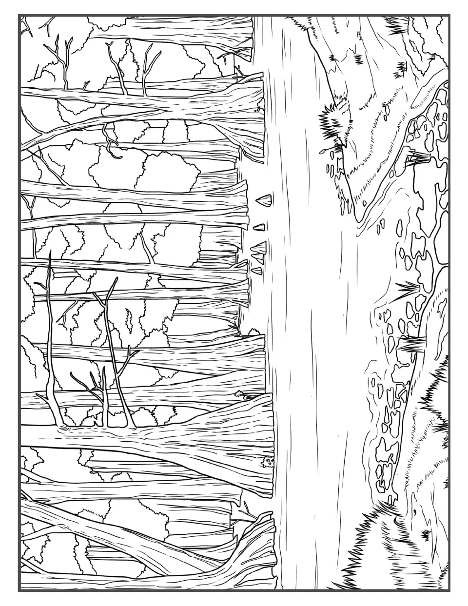 Cypress swamp with tall trunks and knobby knees rising from still water beside a grassy bank, drawn for coloring