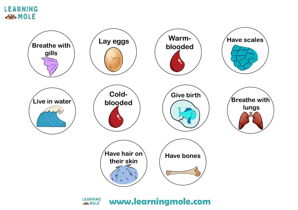 10 trait circles to cut out: gills, eggs, scales, lungs, warm- or cold-blooded, give birth, hair, bones, live in water