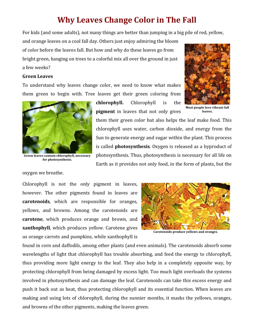 Opening article page explains green leaves, chlorophyll, photosynthesis, and yellow and orange carotenoids