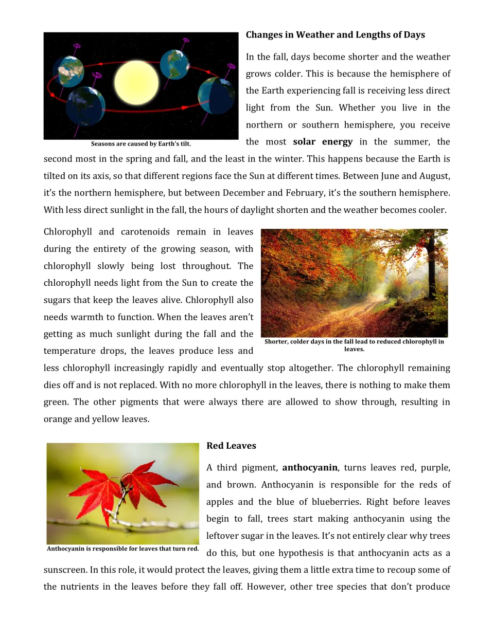 Article part 2 explains shorter fall days, chlorophyll loss, and anthocyanin pigments that turn leaves red