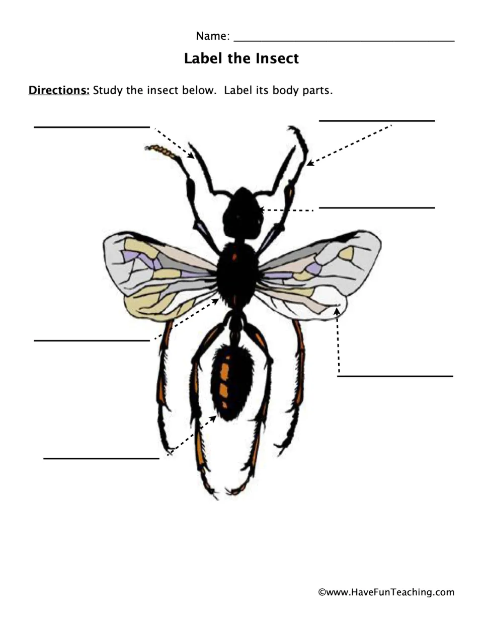 Label the Insect: students study a drawing of a winged insect and write six body part names on the arrowed blanks