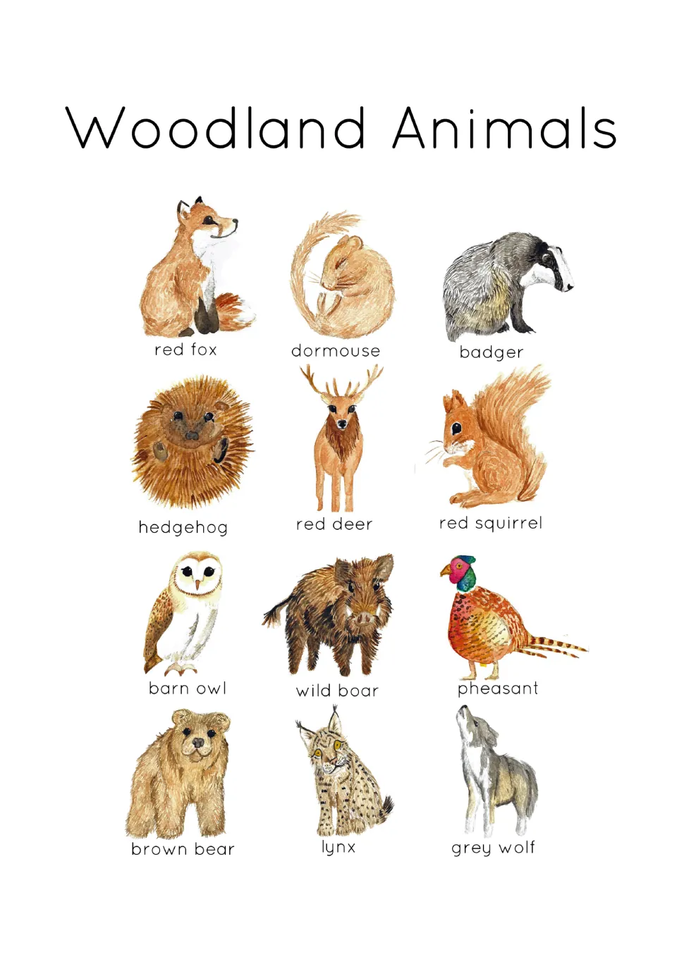 Overview of all 12 woodland animals in the flashcard set, including red fox, dormouse, badger and lynx.