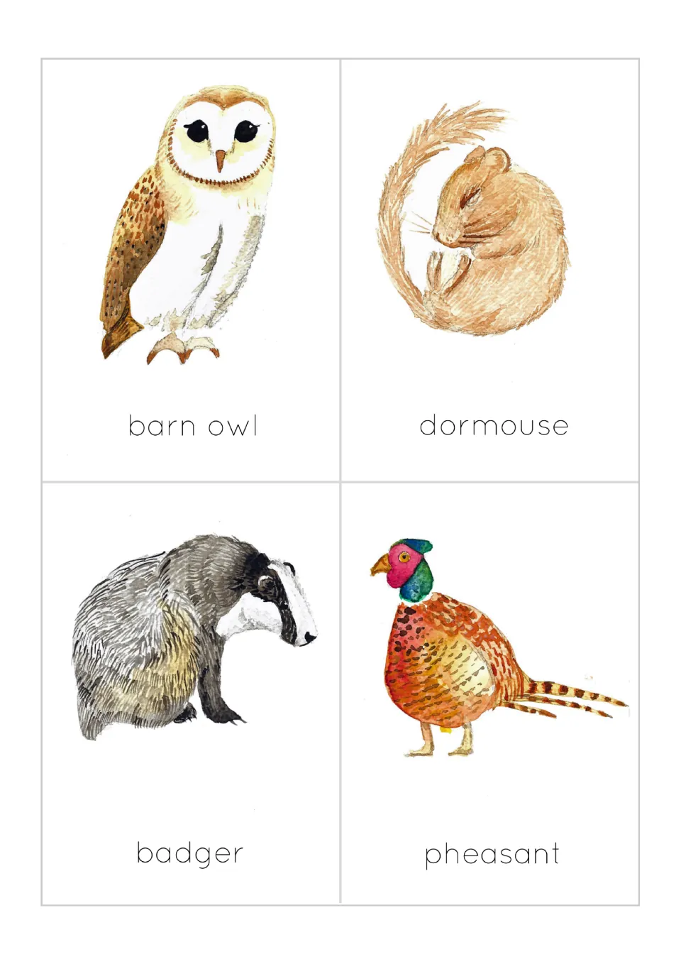 Woodland animal flashcards 5–8: illustrated barn owl, dormouse, badger and pheasant, each labeled.