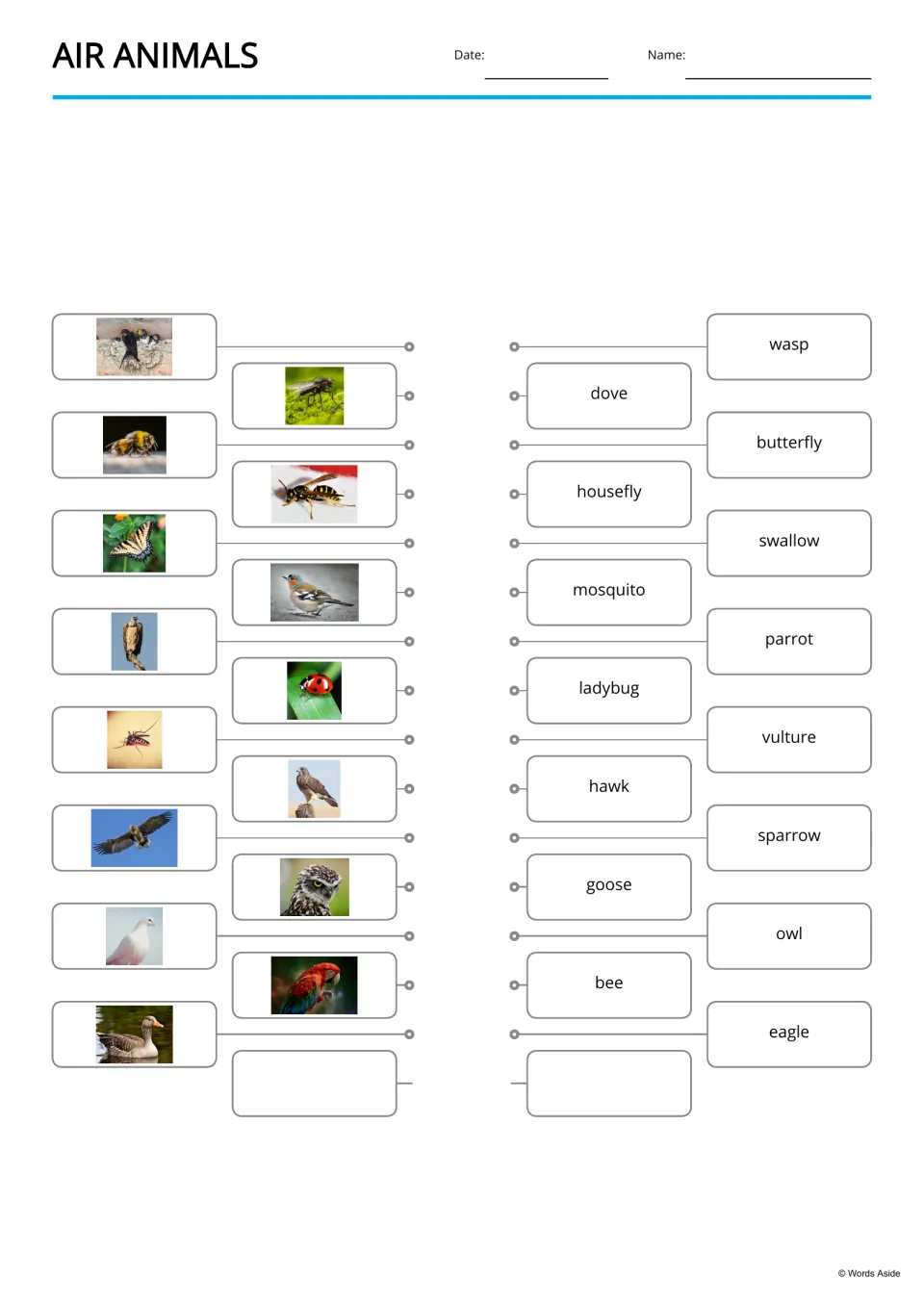 Air animals matching: students draw lines from photos of a swallow, bee, eagle and others to the printed animal names