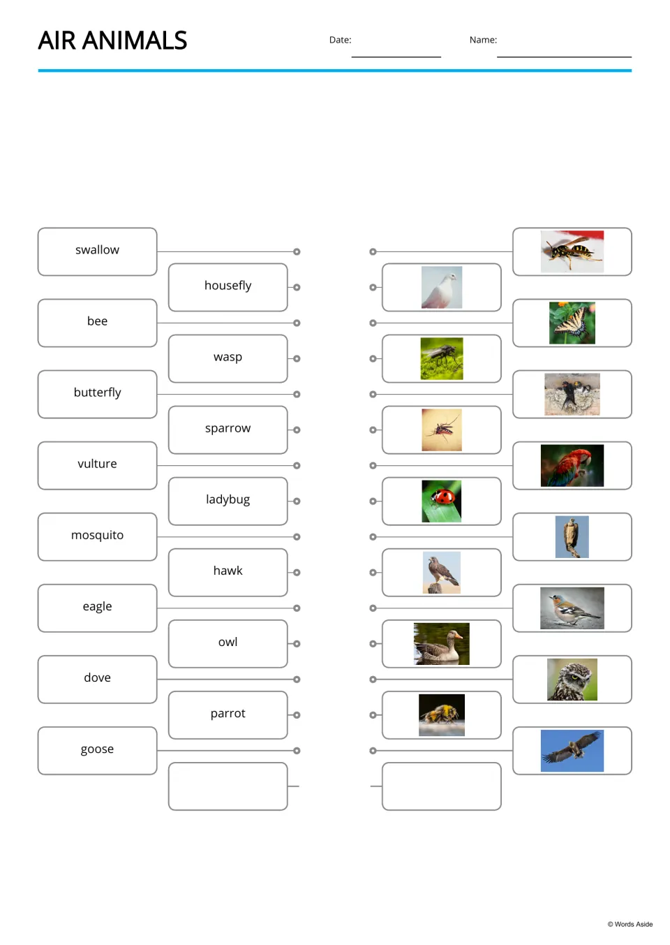 Word-to-picture matching: students connect names like swallow, housefly and goose to the correct air animal photos