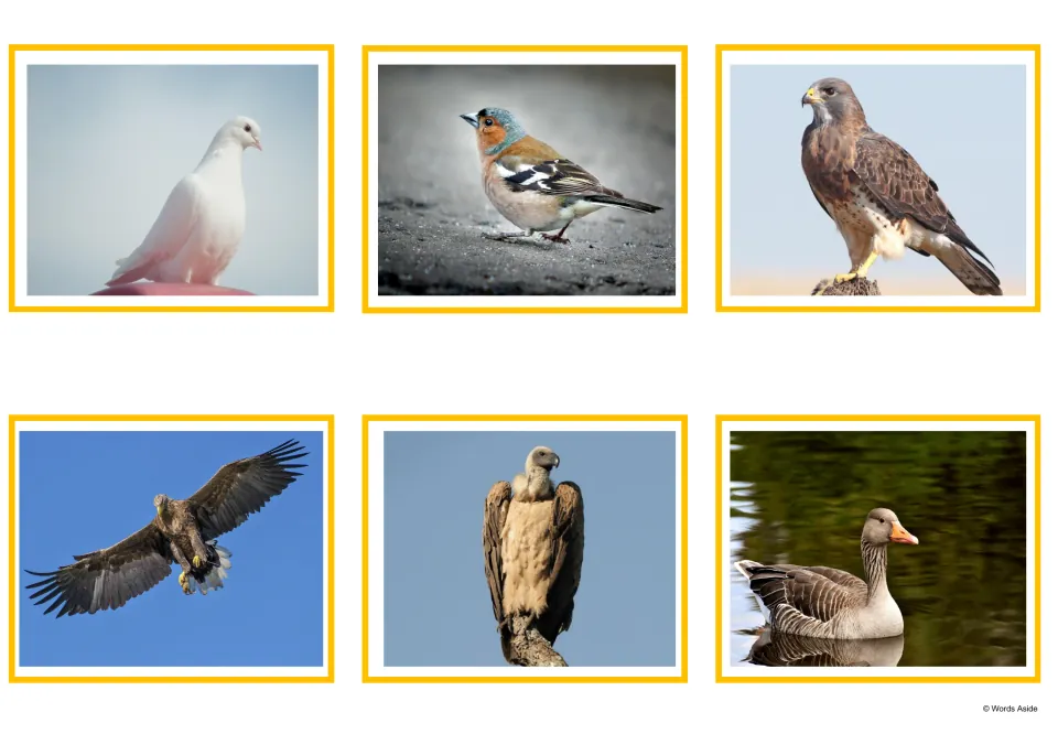Photo cards of six birds: a white dove, a small songbird, a hawk, an eagle in flight, a vulture and a goose on water