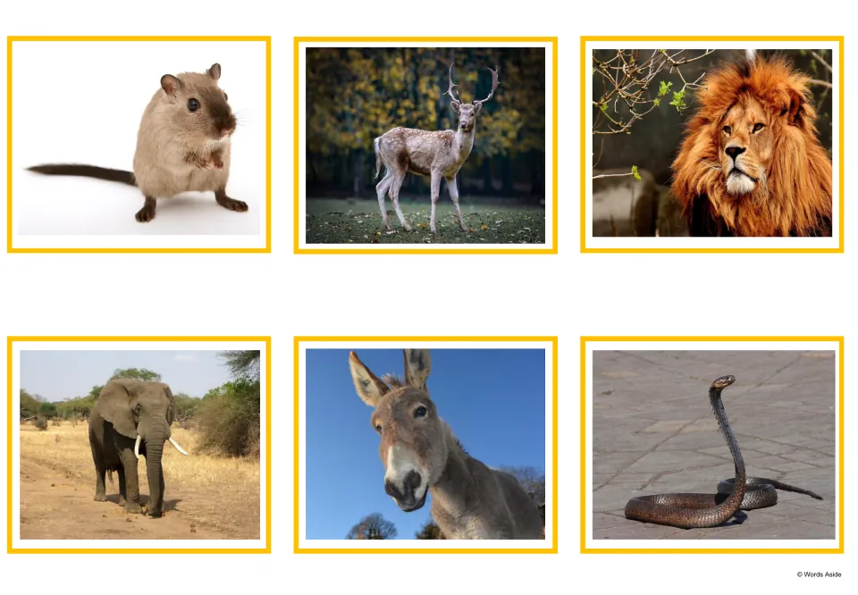 Animal photo cards showing a mouse, a deer, a lion, an elephant, a donkey and a snake to pair with the matching word list