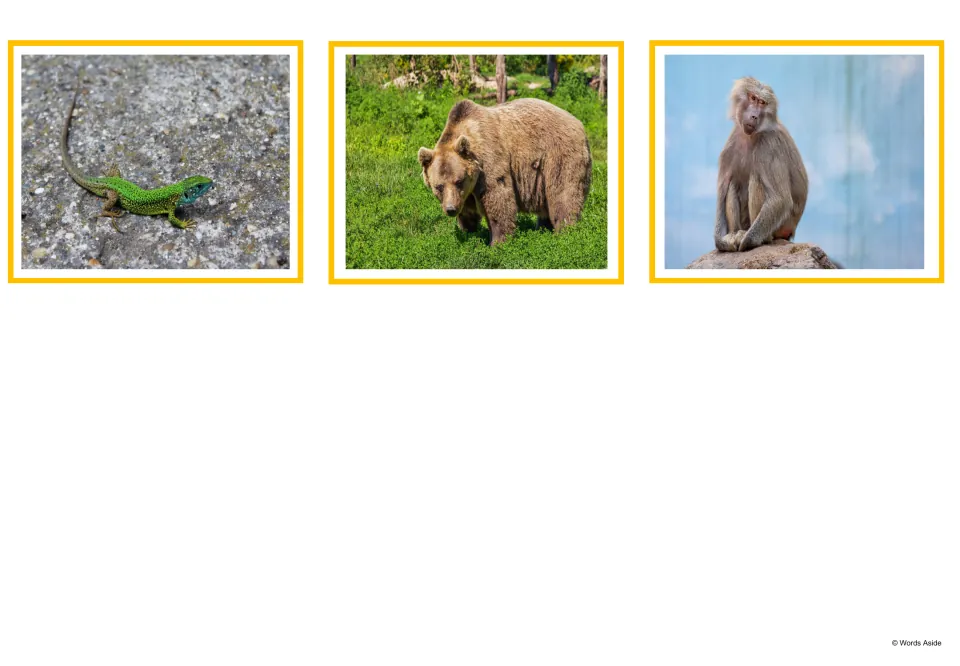 Final set of animal photo cards: a green lizard, a brown bear and a monkey sitting on a rock, completing the 15 pictures
