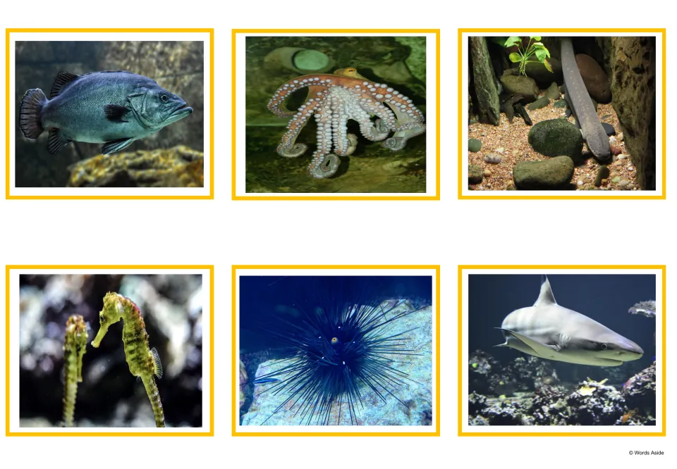 Water animal photo cards: a fish, octopus, eel, seahorse, sea urchin and shark shown in real photographs