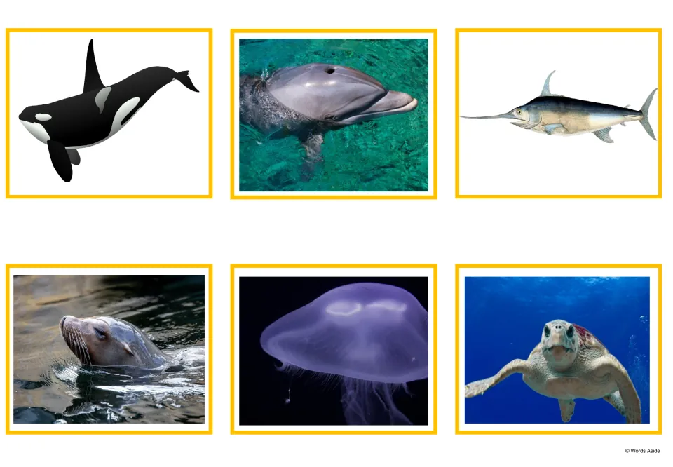 Sea creature photo cards picturing an orca whale, dolphin, swordfish, seal, jellyfish and sea turtle
