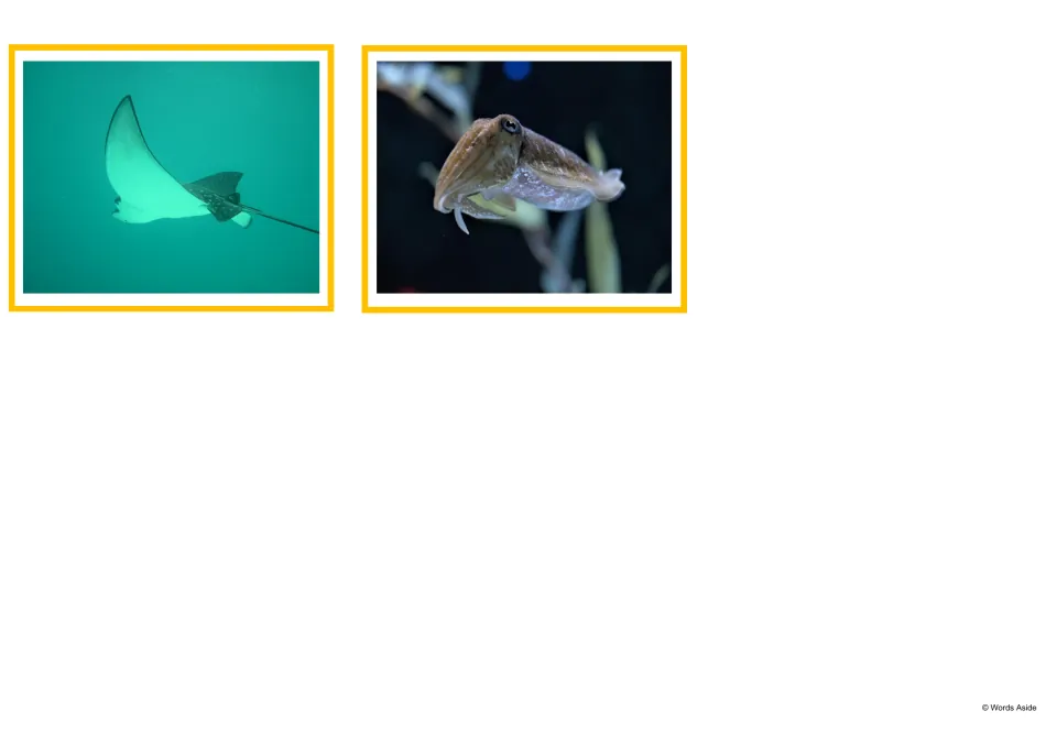 Final two ocean animal photo cards: a ray gliding through green water and a cuttlefish swimming near seaweed