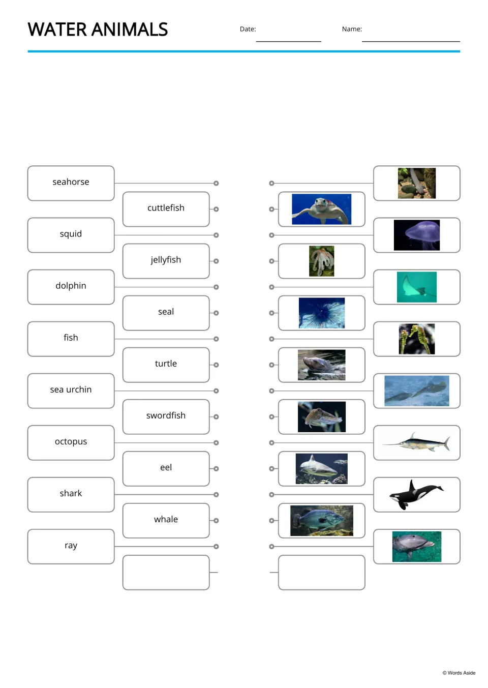 Water animals matching: students draw lines from 15 names like seahorse, squid and dolphin to the matching animal photos