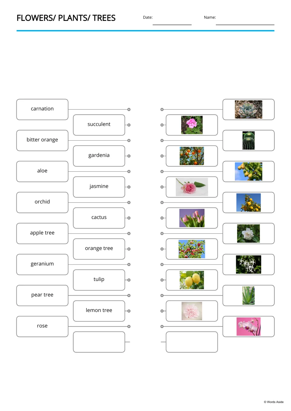 Plant vocabulary matching: students join 15 names like carnation, aloe and pear tree to the matching plant photos