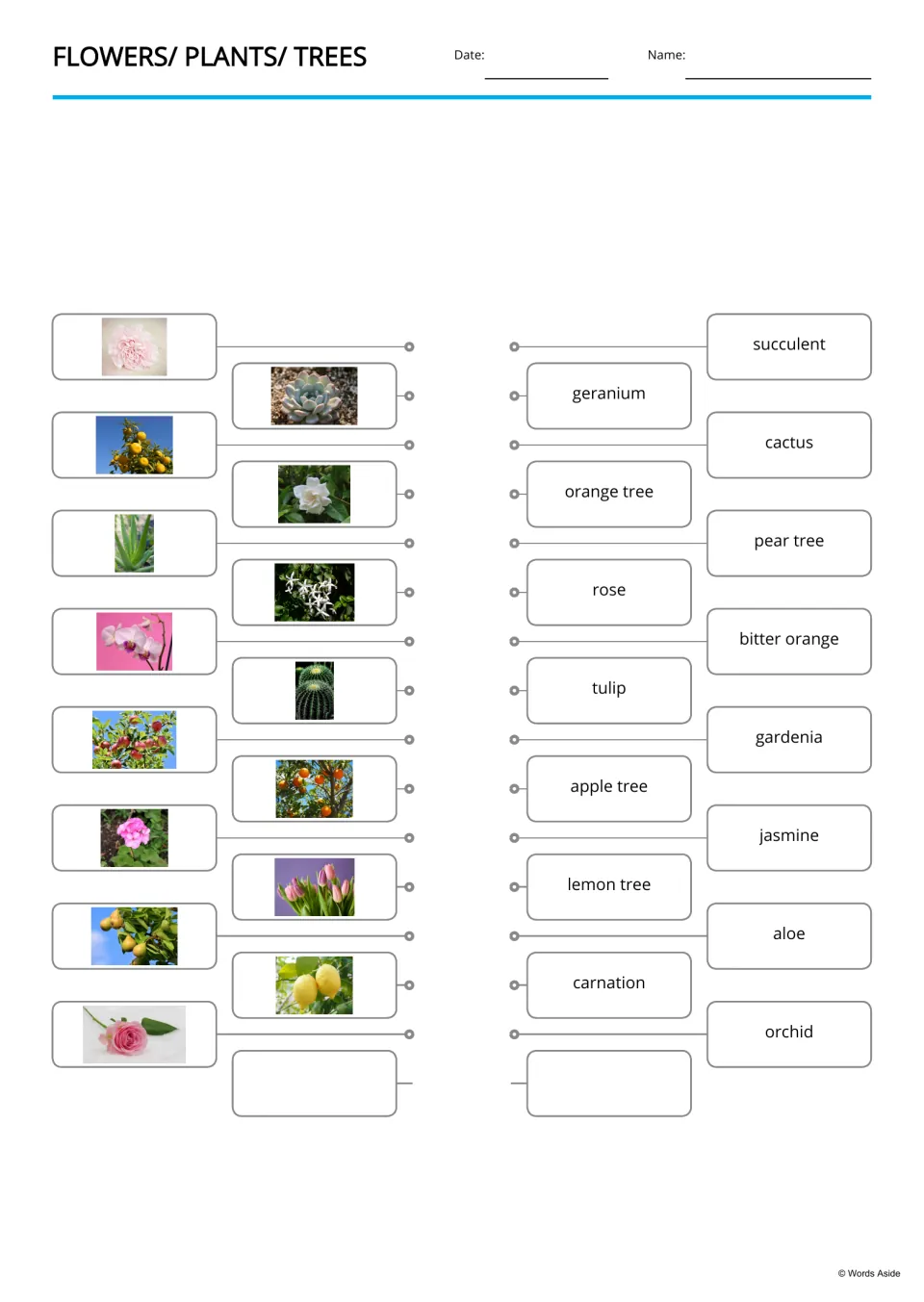 Plant photo-to-word matching: students link 15 pictures of flowers and fruit trees to names such as geranium and cactus