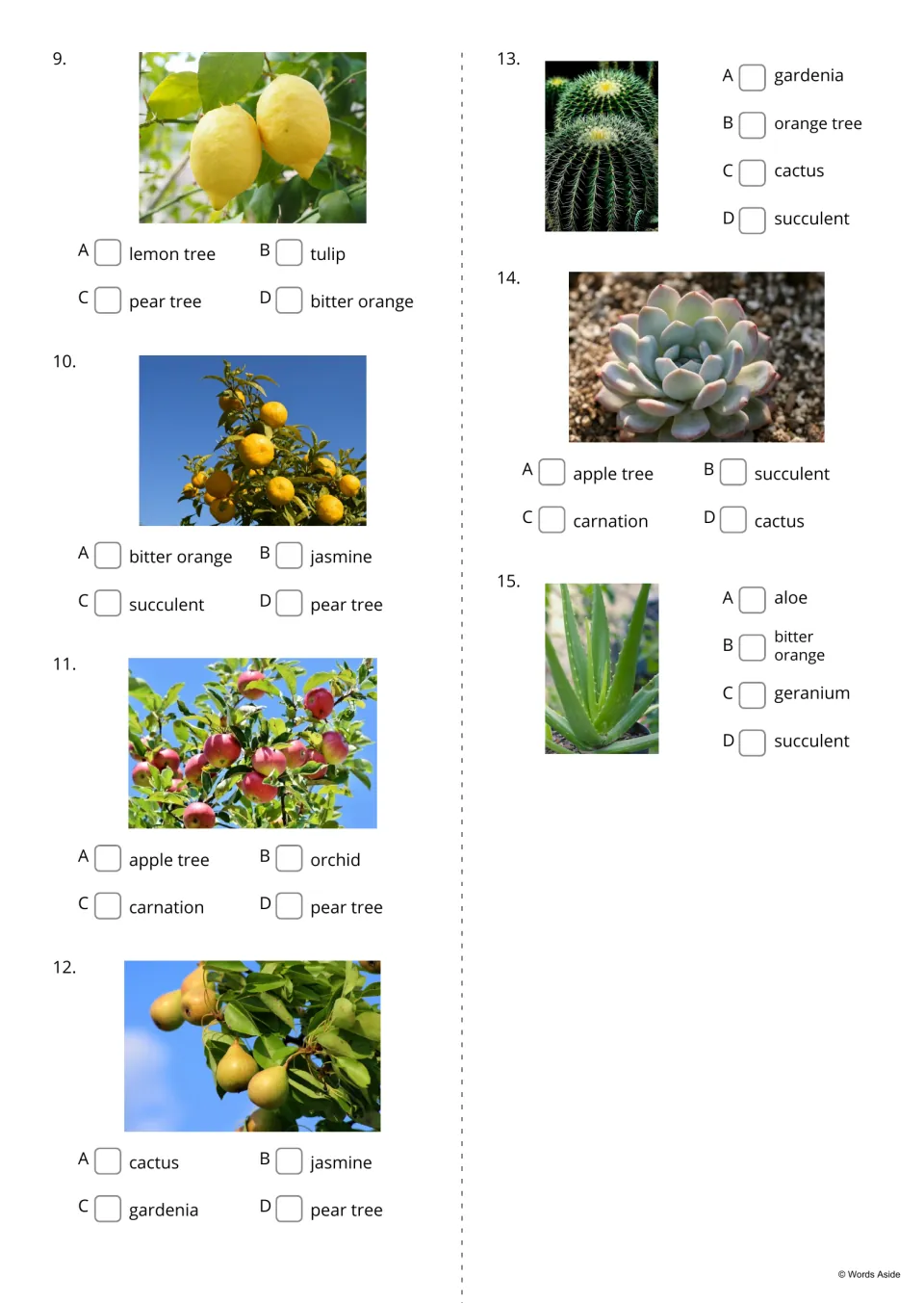 Plant identification quiz, items 9 to 15: students pick lemon tree, cactus, succulent or aloe from four choices per photo