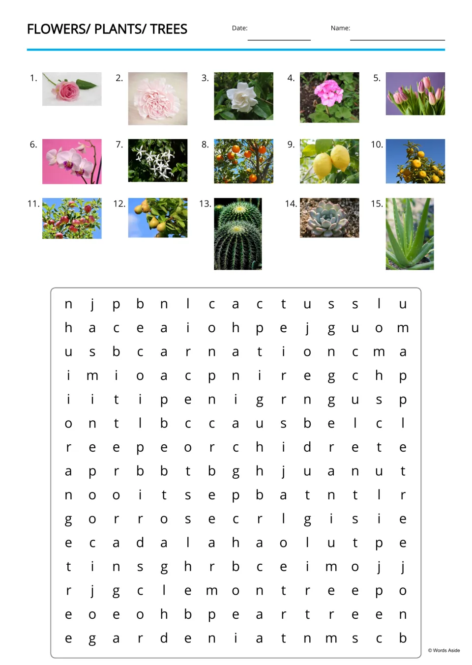 Plant word search: students find 15 plant names hidden in the letters, using numbered photos from rose to aloe as clues