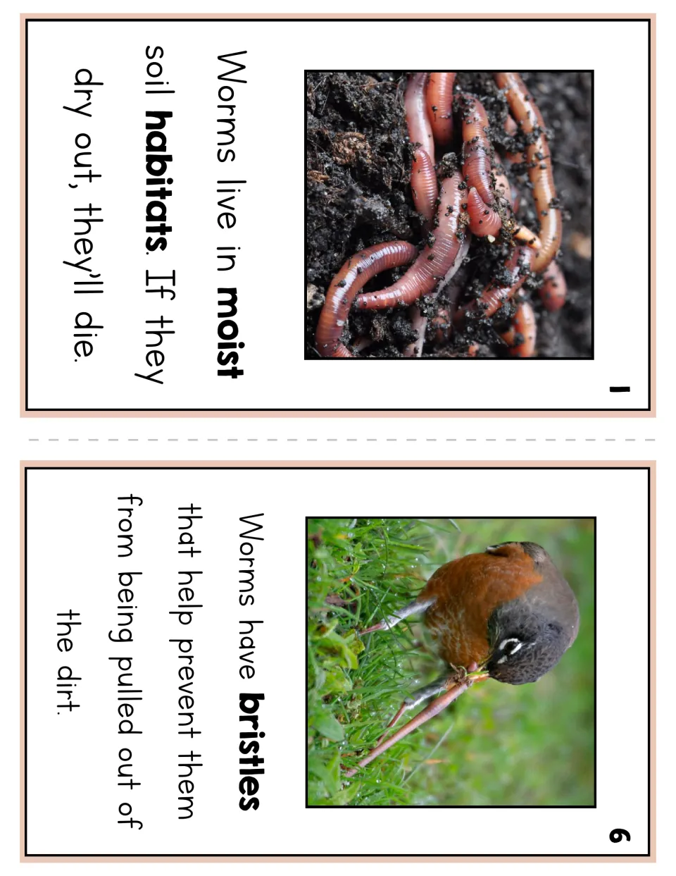 Worm reader pages 1 and 6 explain moist soil habitats and bristles that help keep worms from being pulled out